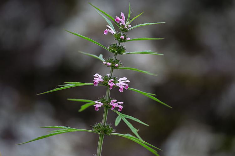 Đơn thuốc chữa viêm phụ khoa